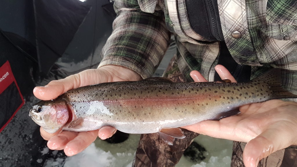 a beautiful rainbow trout